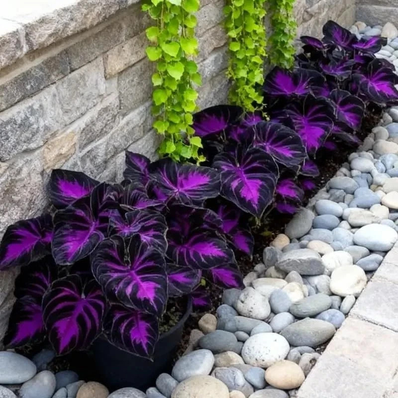 308 Hosta Seeds for Planting – Rare Perennial Shade Plants