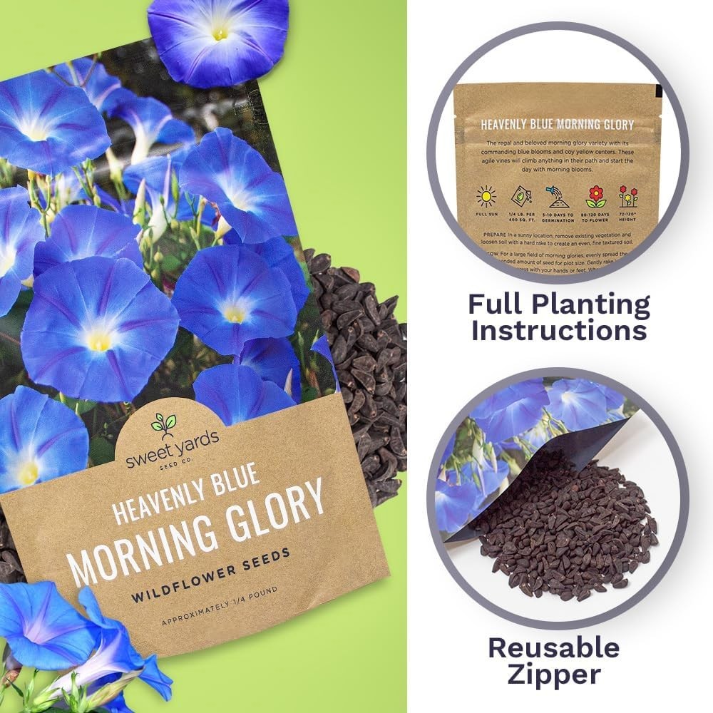 Bulk 1/4 Pound Morning Glory Seeds – Heavenly Blue Flowers with 4000+ Seeds