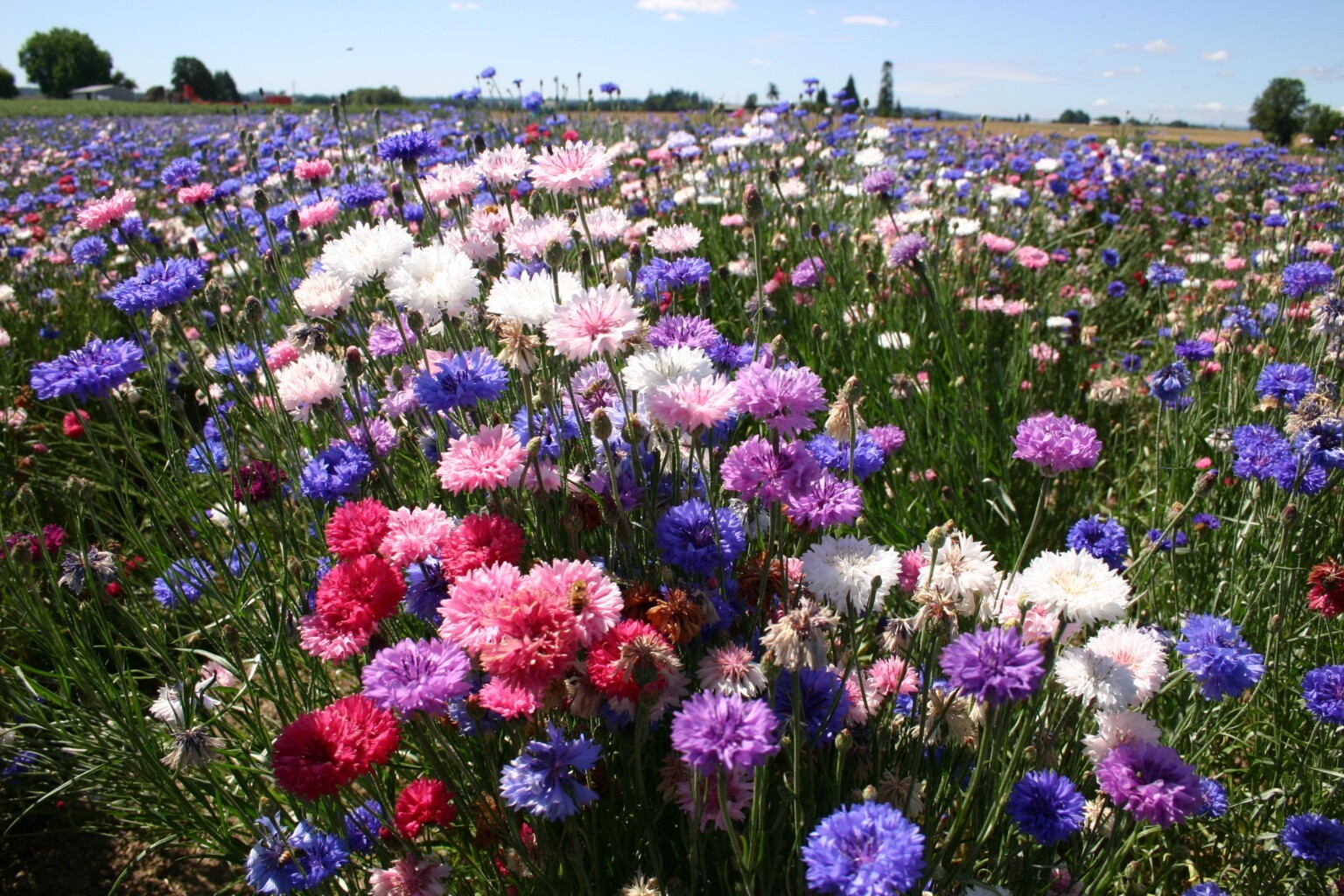 Bachelor Button Polka dot Mix Seeds / Flowers