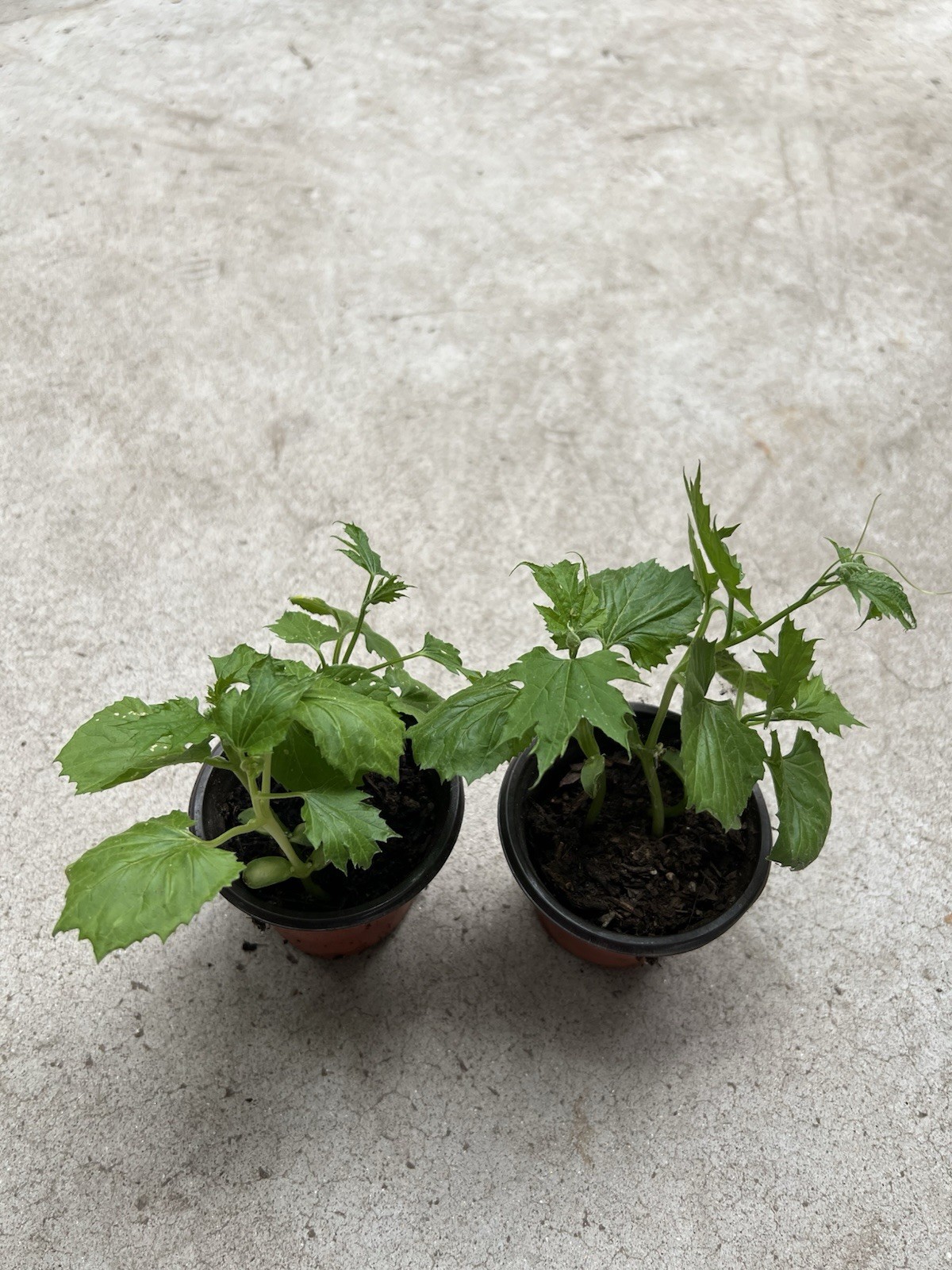 2 BitterMelon Starter Plant Live Vegetable Ready To Plant