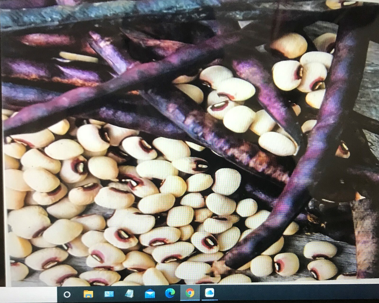 TOP PICK Pinkeye Purple Hull Peas Seed Southern Cowpea 1000+~8oz