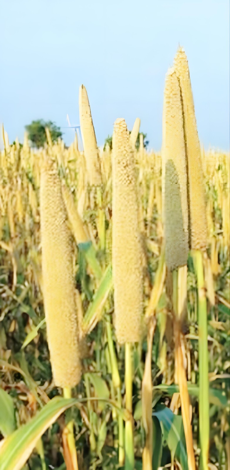 Hybrid Pearl Millet Grass Seeds for Planting Ornamental Grass 800 seeds.