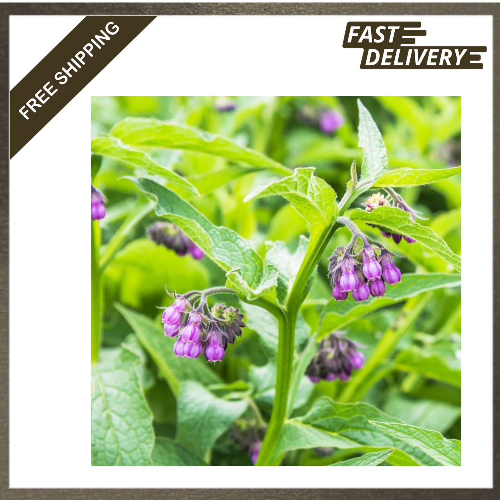Symphytum Officinale Comfrey Herb Seeds Planting Non-GMO Heirloom Garden Flowers