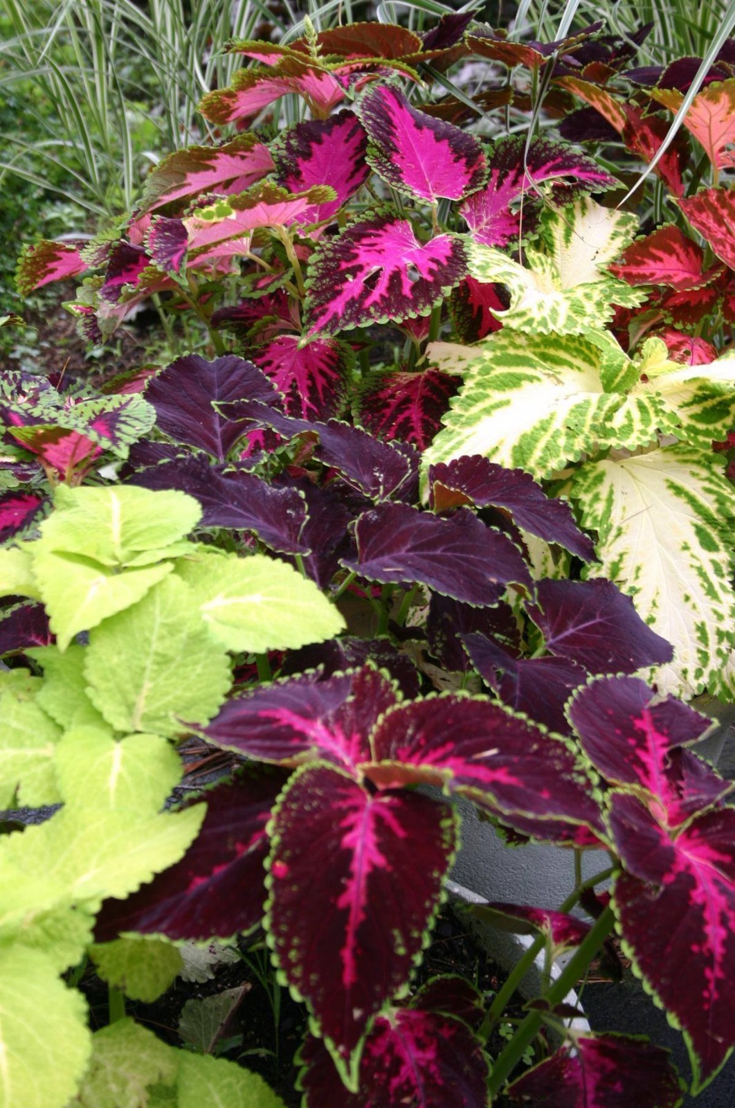 351+COLEUS Rainbow Mix Seeds Shade Garden Container Houseplant Groundcover Easy