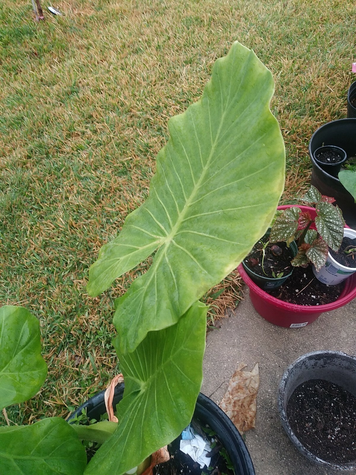 Taro Elephant Ear plants 4 feet tall