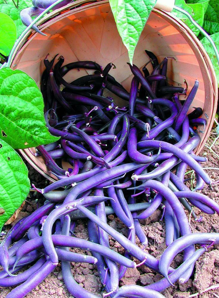 Purple Bean Seeds, Royal Burgundy, Heirloom Bean, Bush Green Beans, Non-Gmo 75ct