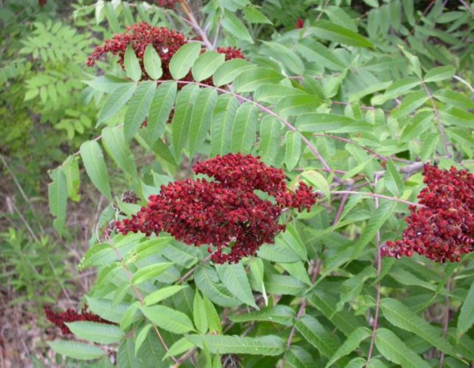 Smooth sumac (Rhus glabra) 1-2 year old plant, well rooted
