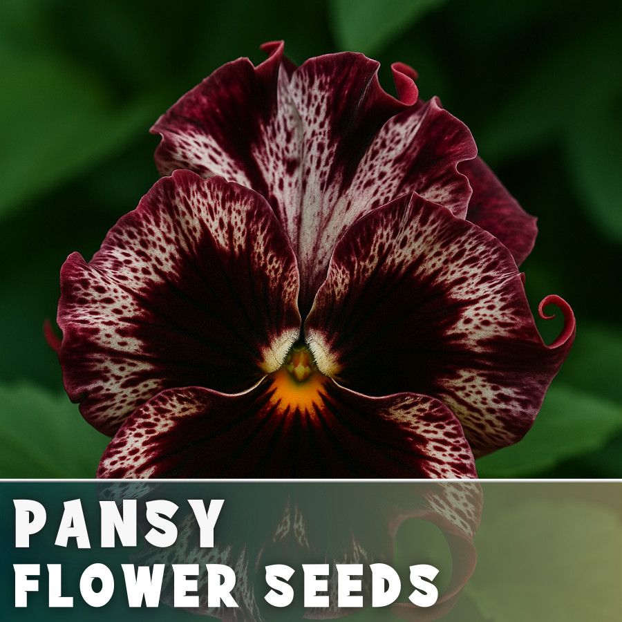 150+ Pansy Seeds (Viola) – Fragrant, Flower Seeds, Annual Seeds, Garden Seeds
