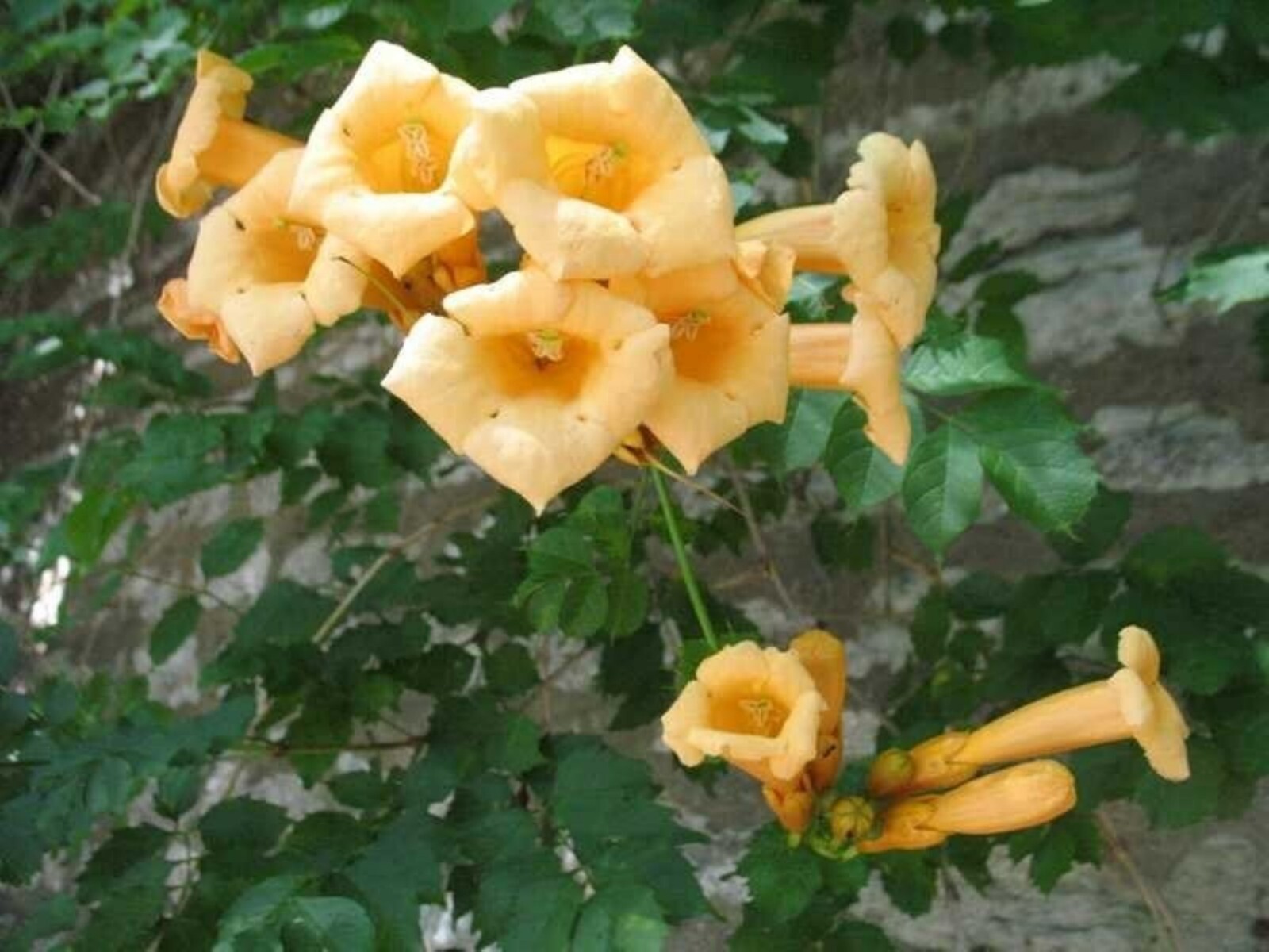 Vine CAMPSIS radicans ‘Flava’ Trumpet Creeper Yellow flowers