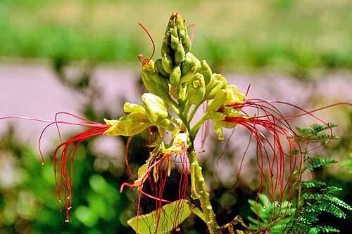 Caesalpinia gilliesii | Desert Bird of Paradise | 5 Seeds