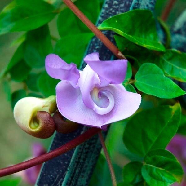 Snail Vine Seeds ~ Vigna Caracalla ~ Fragrant ~ Garden ~ Exotic ~ Unique ~