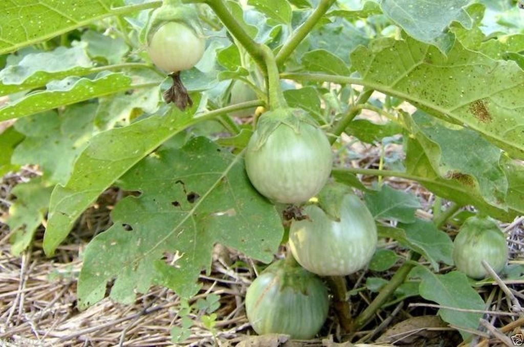 Thai Eggplant Seeds “Petch Siam”200 Vegetable Seeds, Heirloom From Thailand !