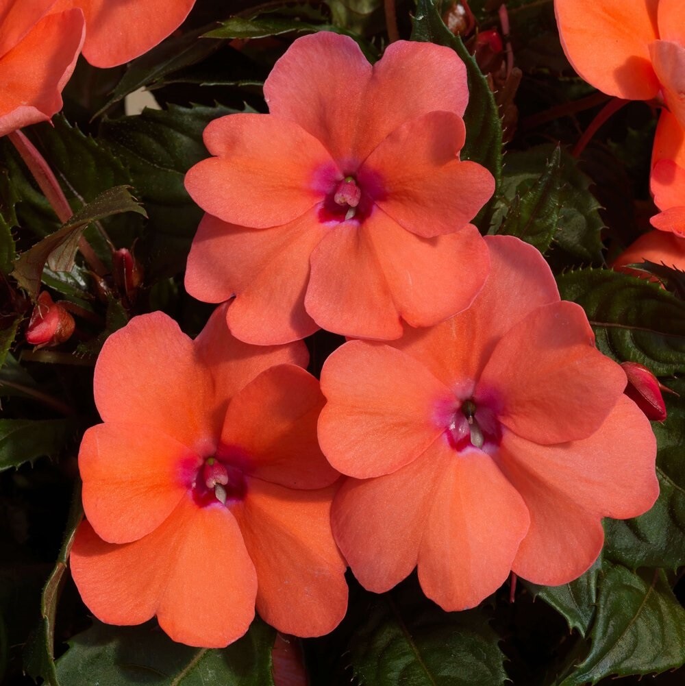 50 Impatiens seeds impatiens sun and shade Resister Coral