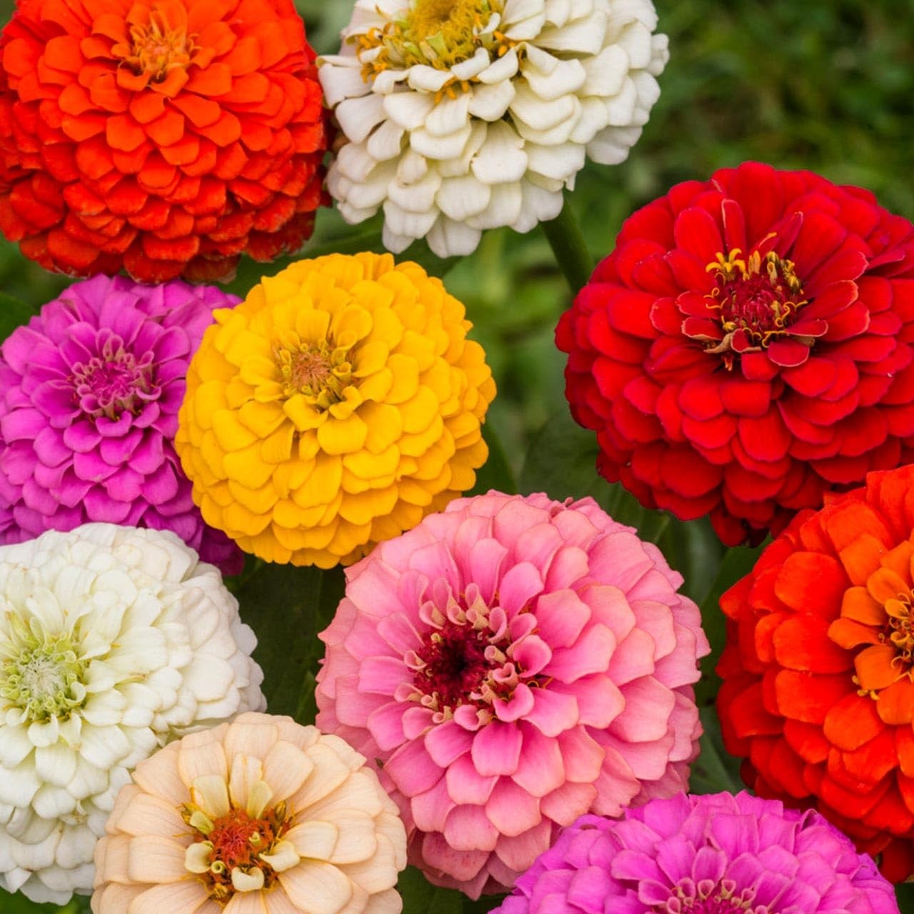 Pumila Zinnia Seeds – Easy-to-Grow Flowers in Red, Pink, Yellow, Orange & White