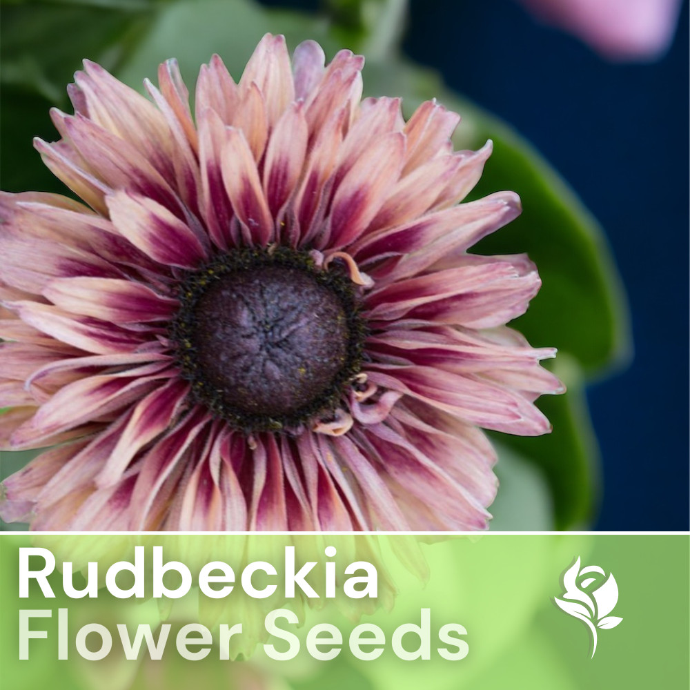 Cherokee Blush Rudbeckia Seeds 125+ Seeds Annual Flower Seeds Garden
