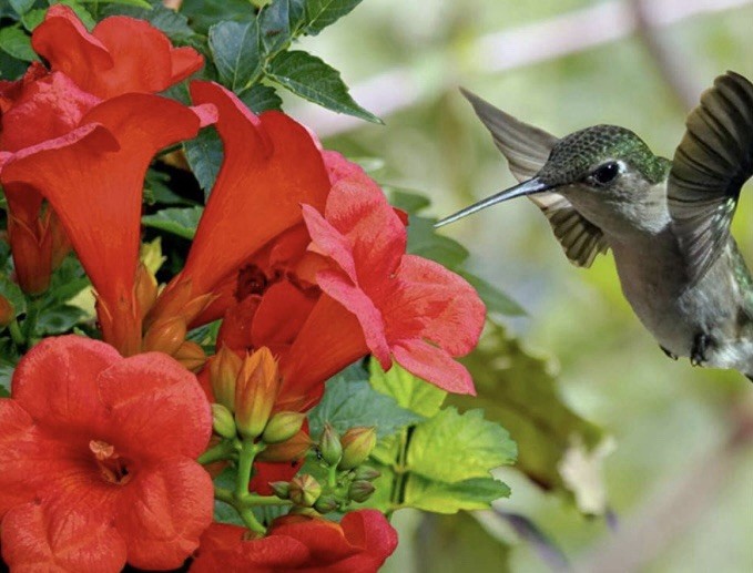 Campsis radicans – Trumpet Vine – 50 Seeds Organic Native Hummingbird Faves