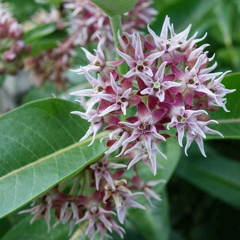 Milkweed SHOWY Perennial Asclepias Monarch Butterfly Host Plant 50 Seeds!