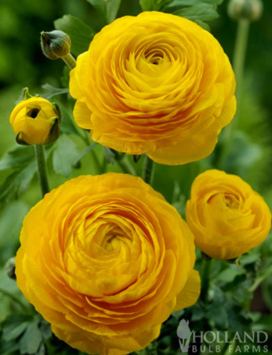 25 Mixed Buttercup Bulbs – Bright Colorful Ranunculus Flowers for Garden Plantin