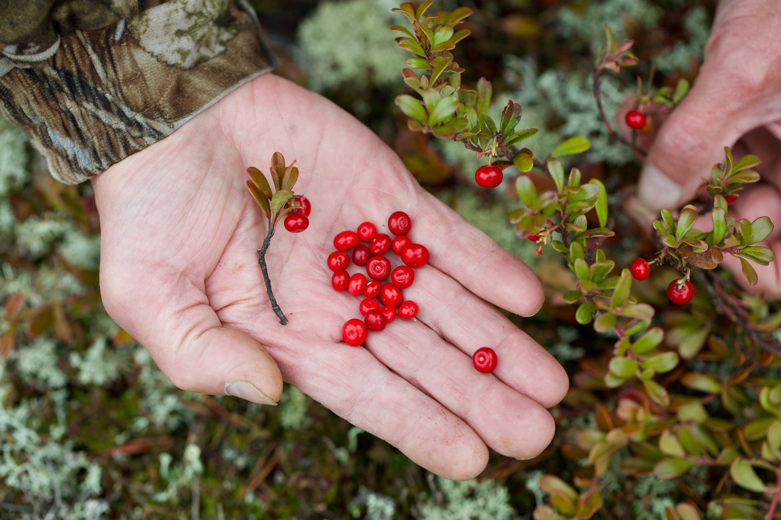 20 BEARBERRY Arctostaphylos Uva-Ursi Kinnikinnick Pinemat Manzanita Flower Seeds