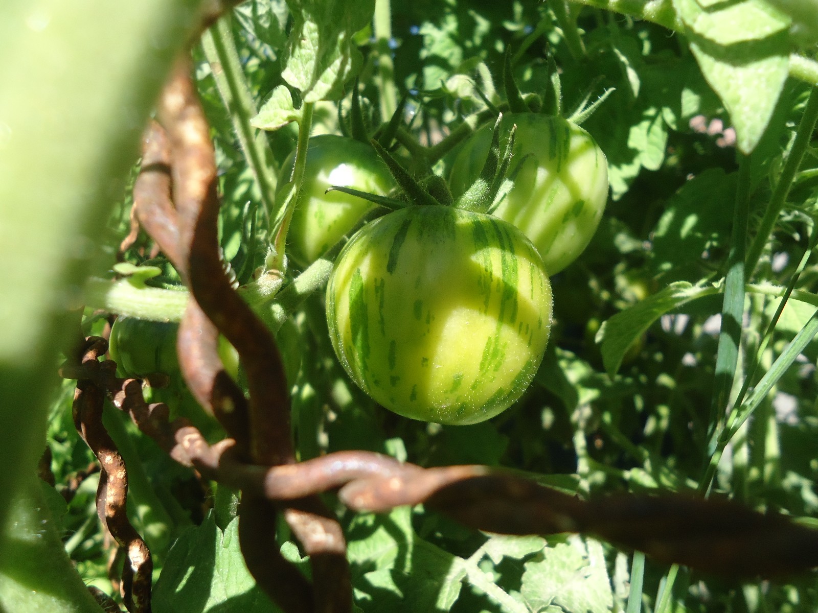 Green Vernissagge Tomato 20 seeds *HEIRLOOM* NON GMO