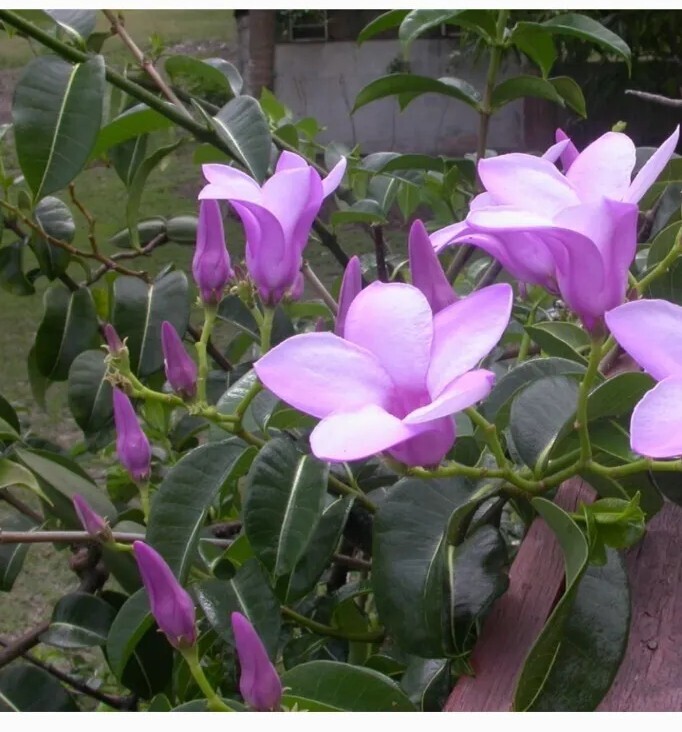 15 Rare Purple Alamanda Vine Seeds