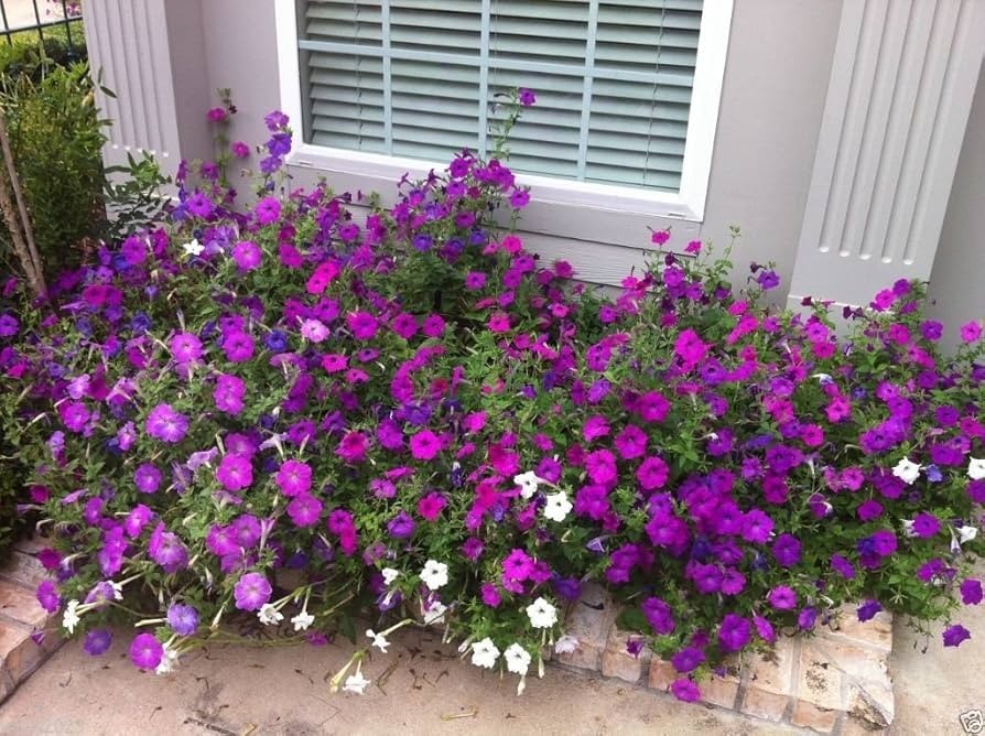 200+ Mixed Laura Bush Petunia Violacea Integrifolia Seeds – Pink & Purple