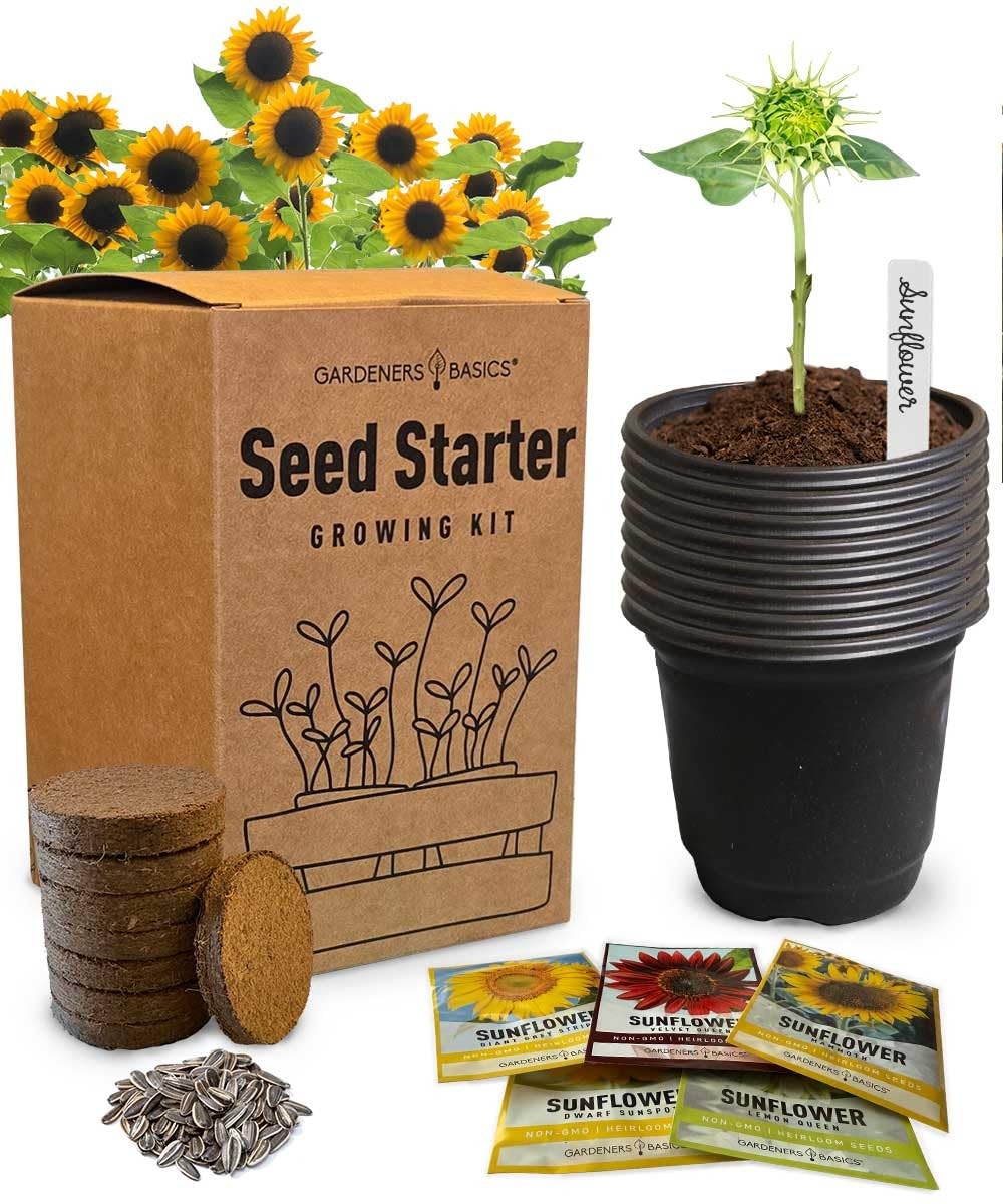 “Sunflower Growing Kit NonGMO Seeds for Indoor & Outdoor Garden”