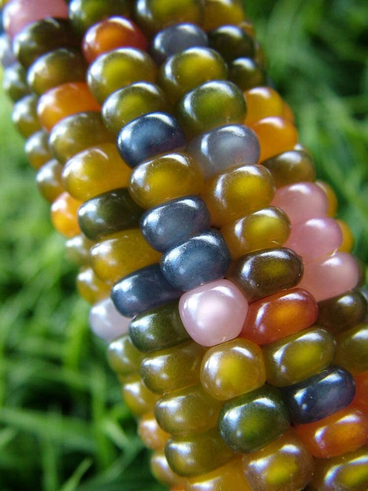 40 Glass Gem Indian Corn Seeds for Planting Vibrant and Translucent Corn
