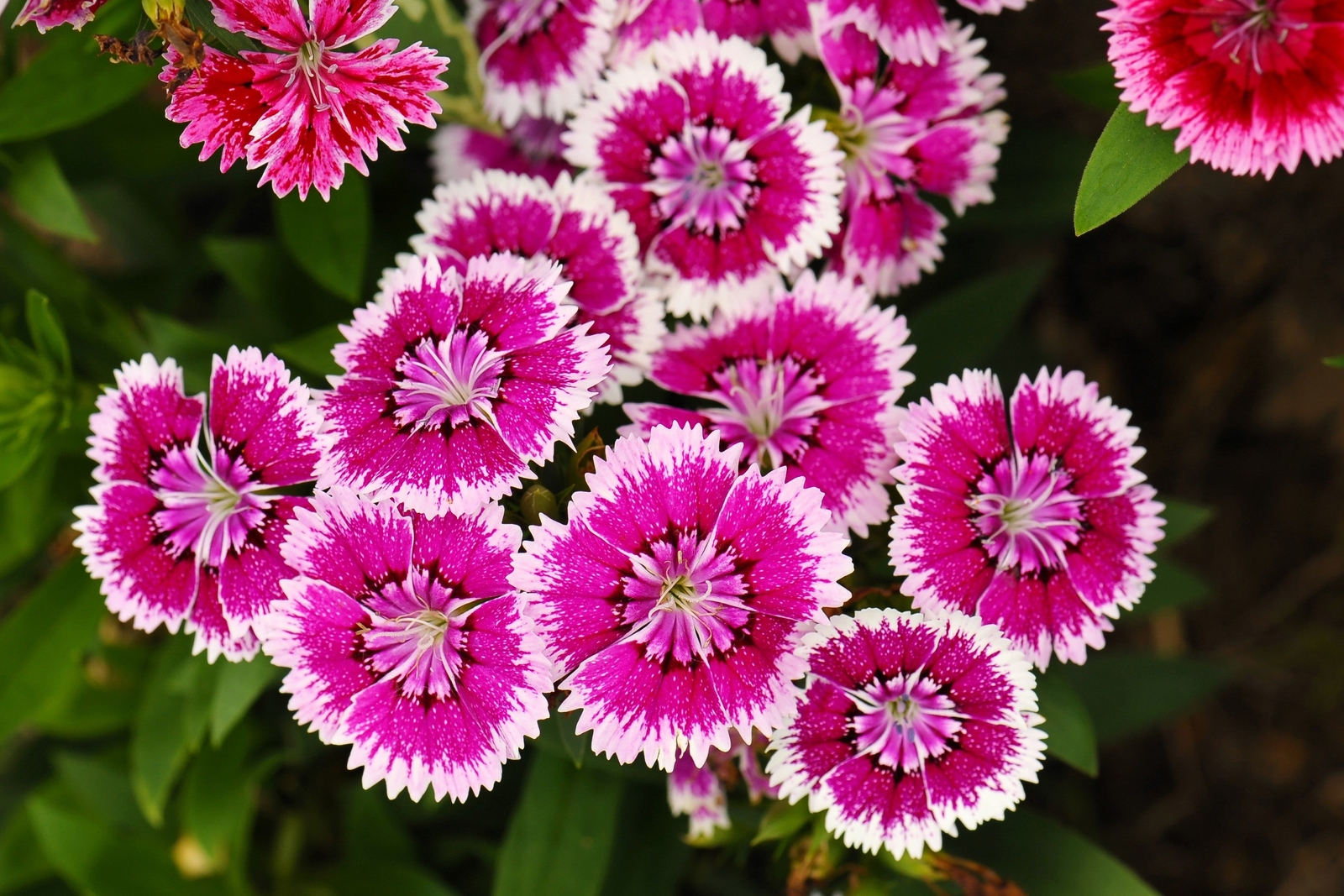 500 MIXED CHINESE PINKS China Rainbow Pink Dianthus Chinensis Bicolor Flower See
