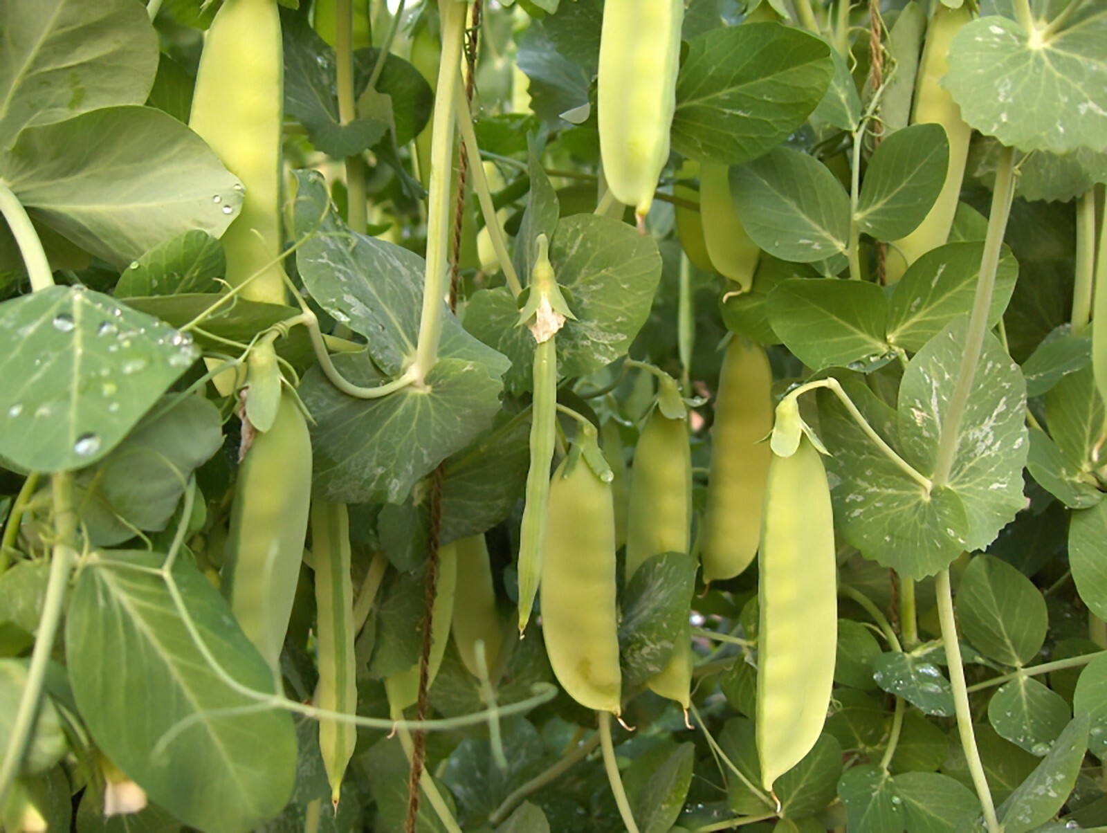 Snow Peas – Dwarf Grey Sugar (Chinese Pea Pod), Pisum sativum (65 Days)