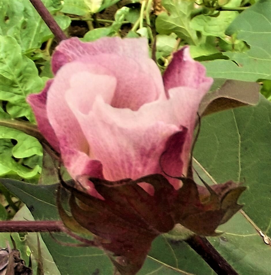 Cotton Green Lint with Burgundy Leaf Extremely Rare Heirloom Ornamental