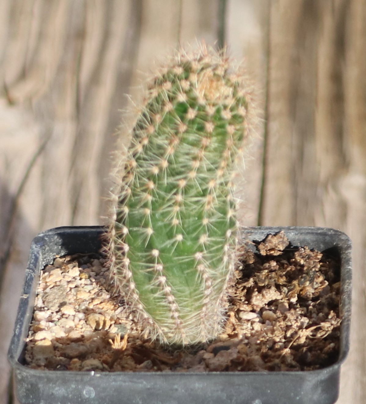 Echinopsis hybrid ‘Beautiful Dreamer’