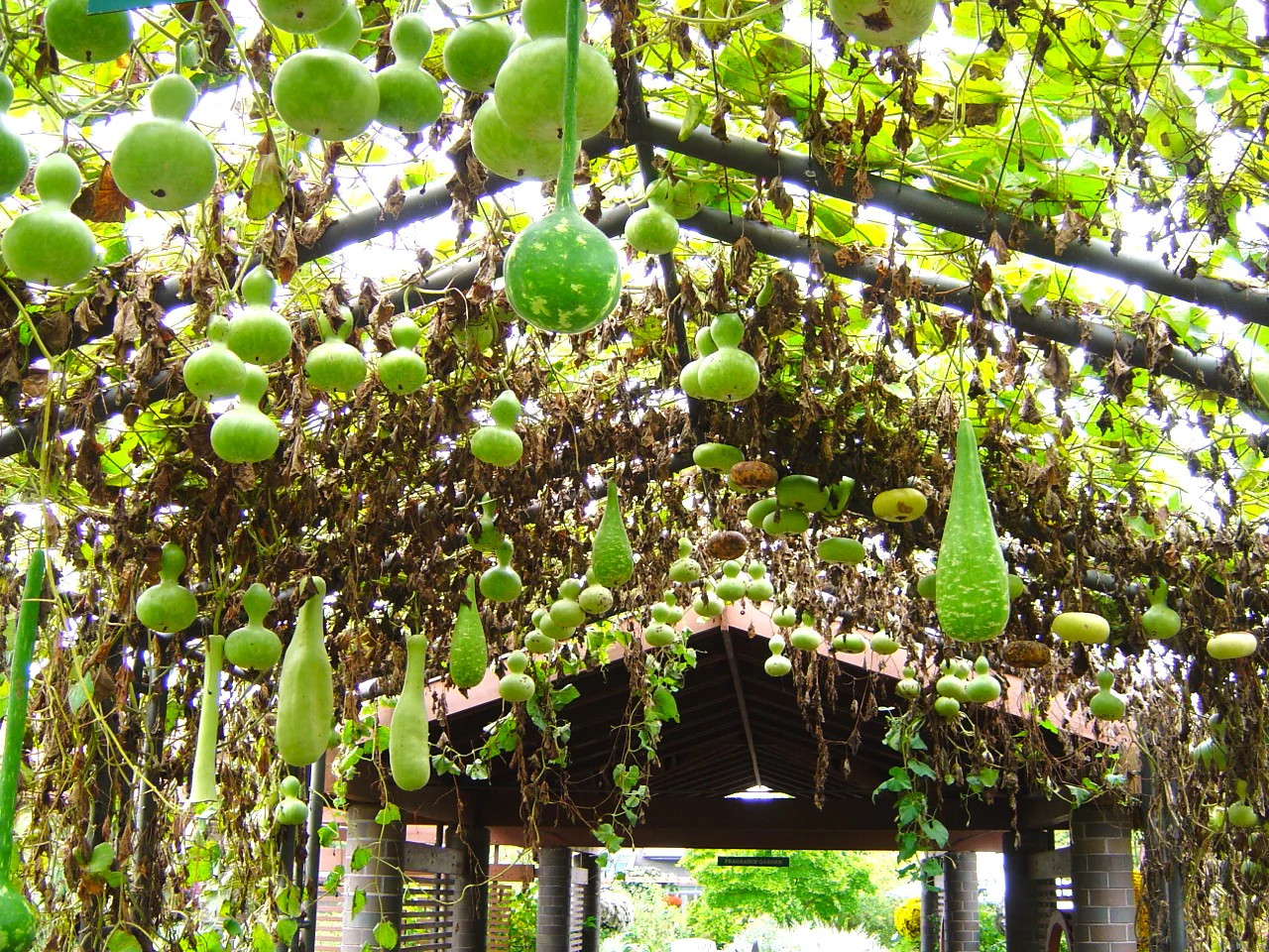 Large Crafting Gourds Mix Seeds – For 2026 Planting