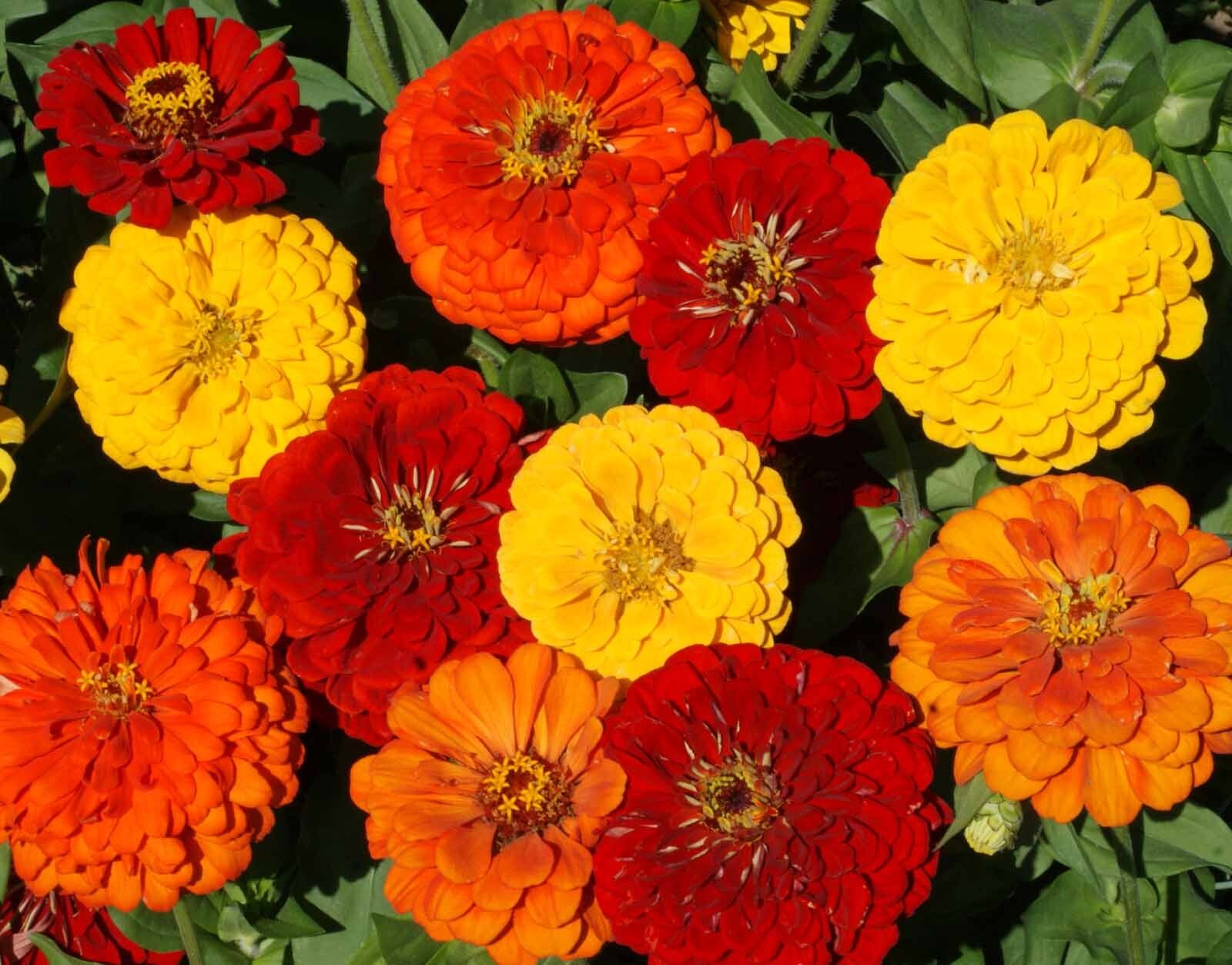 Lava Lamp Zinnia Seeds 100+ Flower Elegans YELLOW ORANGE RED USA FREE SHIPPING