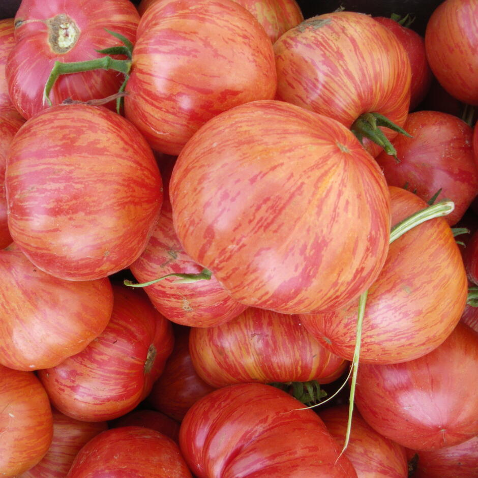 Vintage Wine Tomato Seeds, Rare Heirloom, NON-GMO, Potato Leaf, FREE SHIPPING