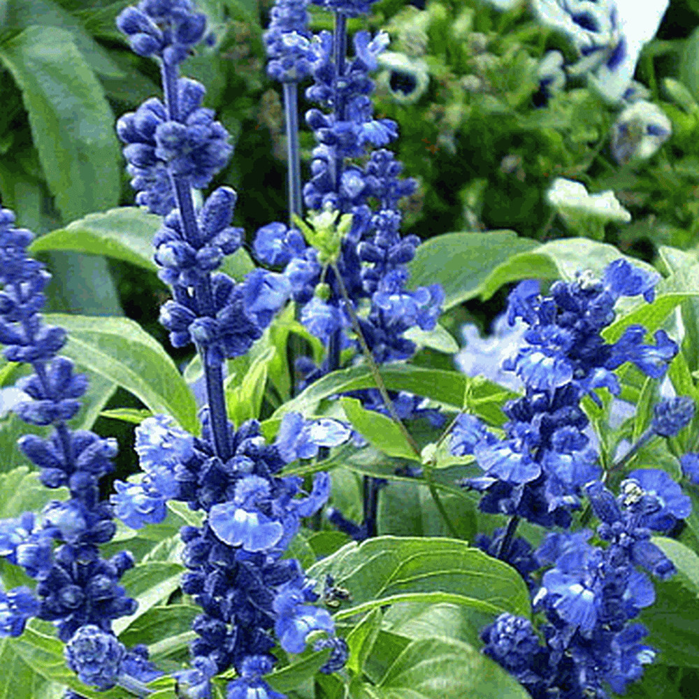 Blue Sage Seeds (Salvia farinacea) 100 seeds , FREE SHIPPING