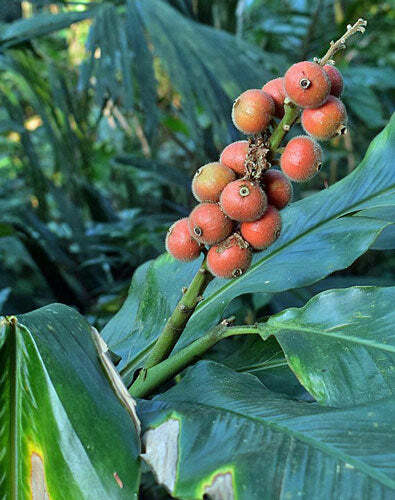 Alpinia malaccensis | Ornamental or Malacca Ginger | 5 Seeds