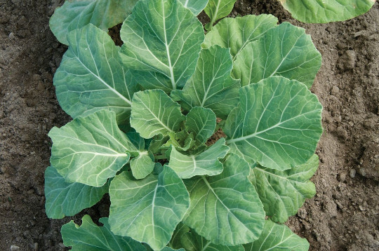 1 oz Champion Collard Seeds COLLARD Greens – Non-GMO – (Approx 8,000 Seeds)