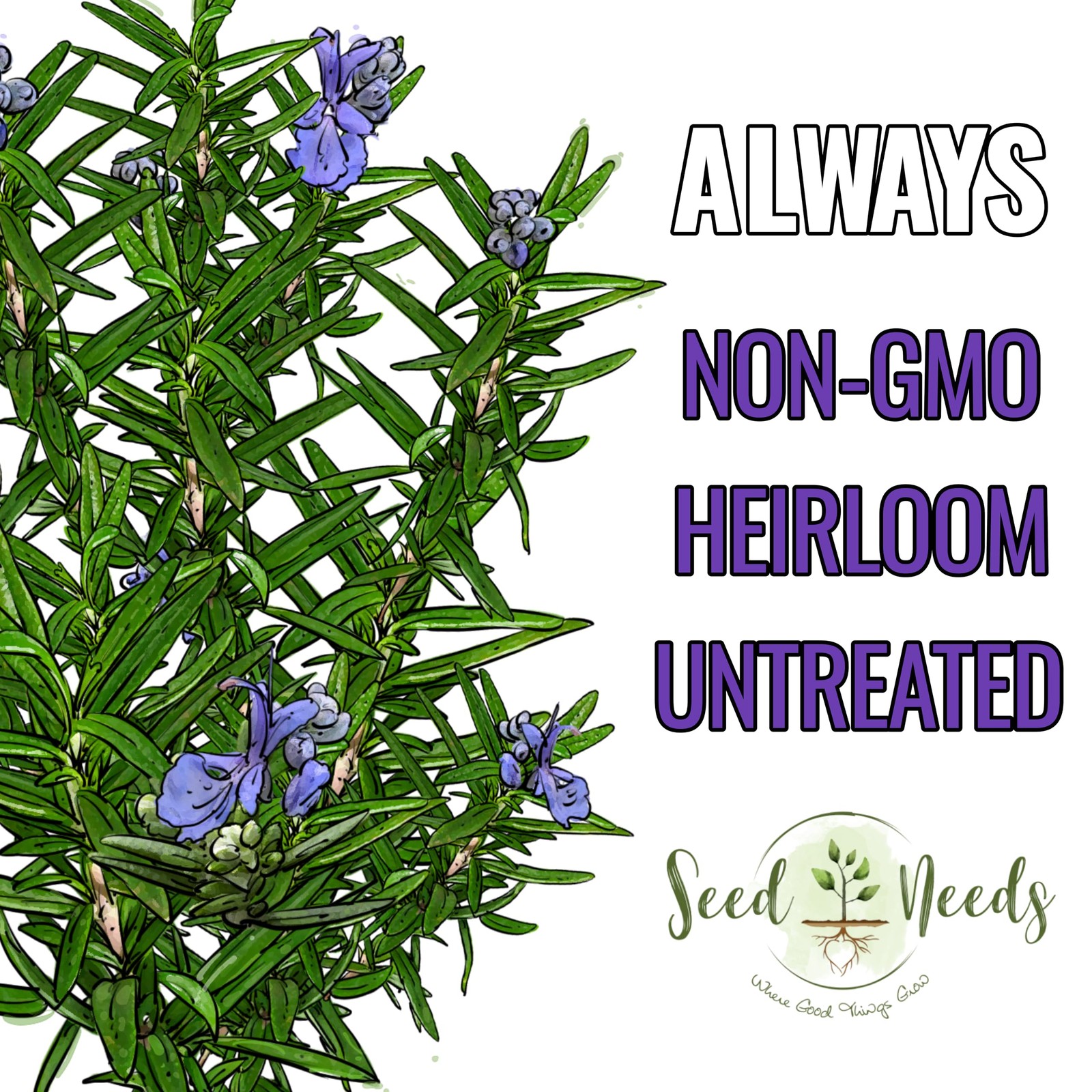 Seed Needs Rosemary Seeds for Planting – Non-GMO Heirloom & 1 Pack,