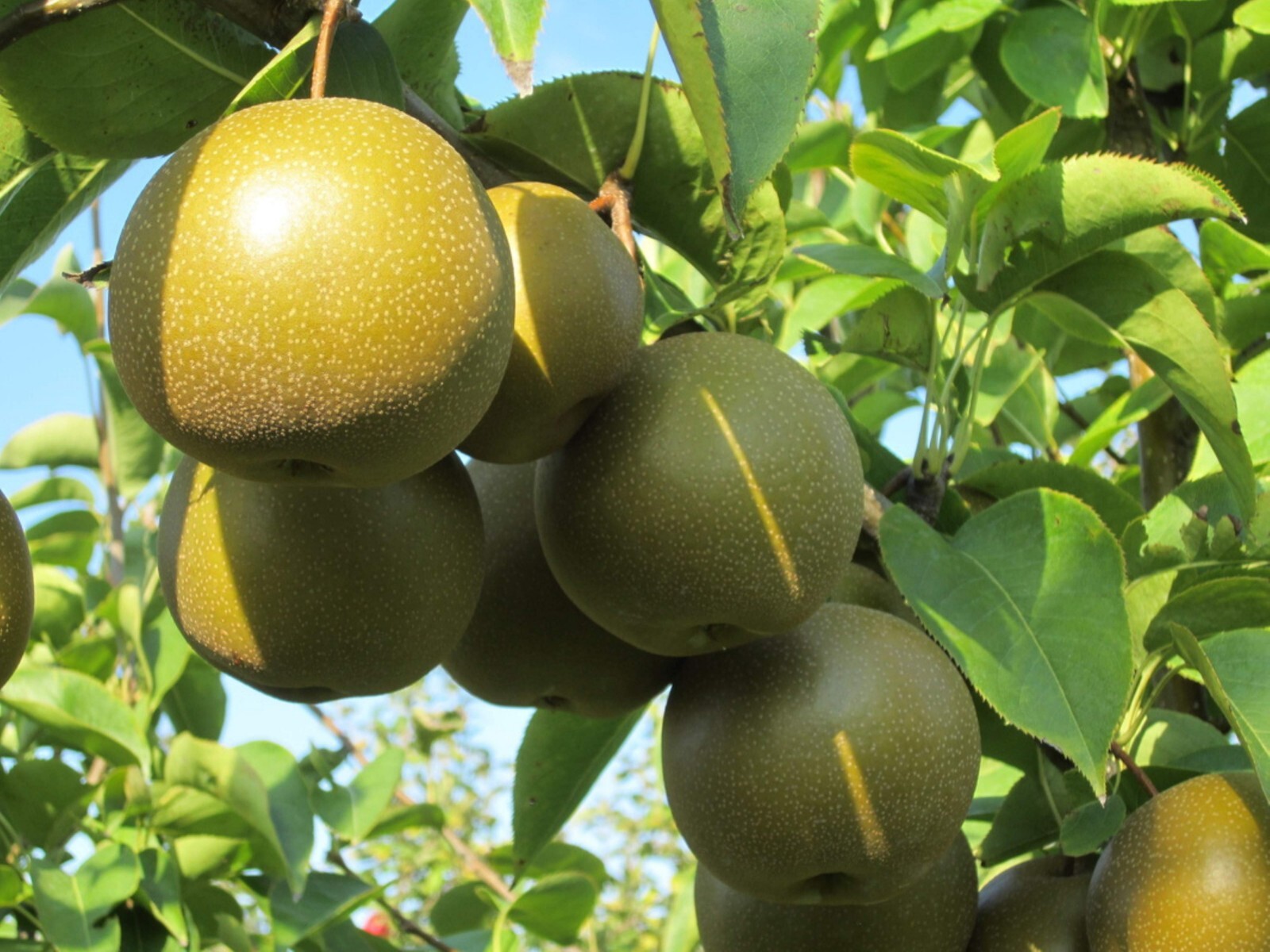 4-5 ft tall Korean Giant Asian Pear Tree, grafted plant, bare root
