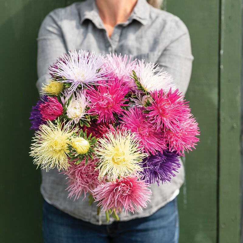 Valkyrie Mix China Aster: 100 seeds