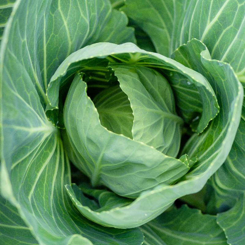 250+ VATES COLLARD SEEDS FRESH HARVEST FOR GARDENS