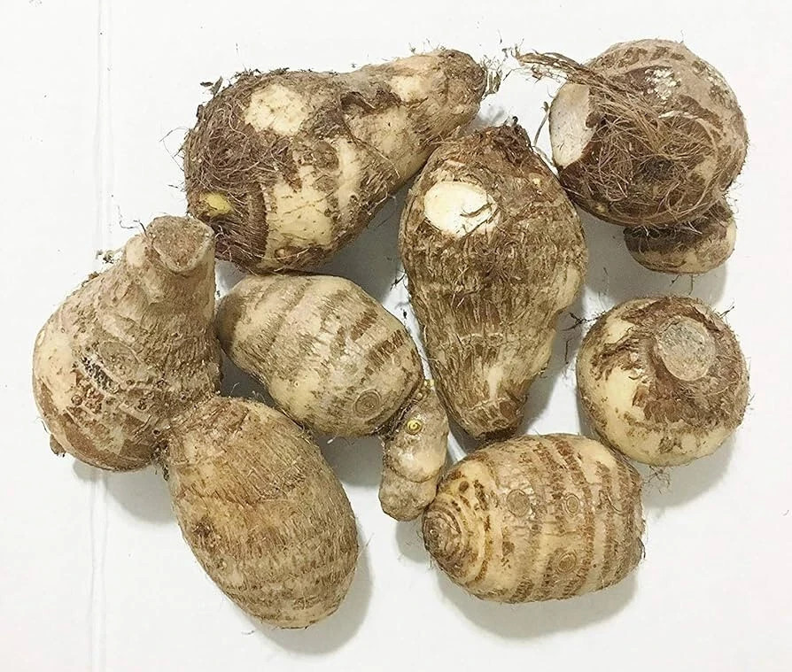 2 Pack Colocasia Elephant Ear Colocasia Bulbs-Tropical Plant for Lush Garden