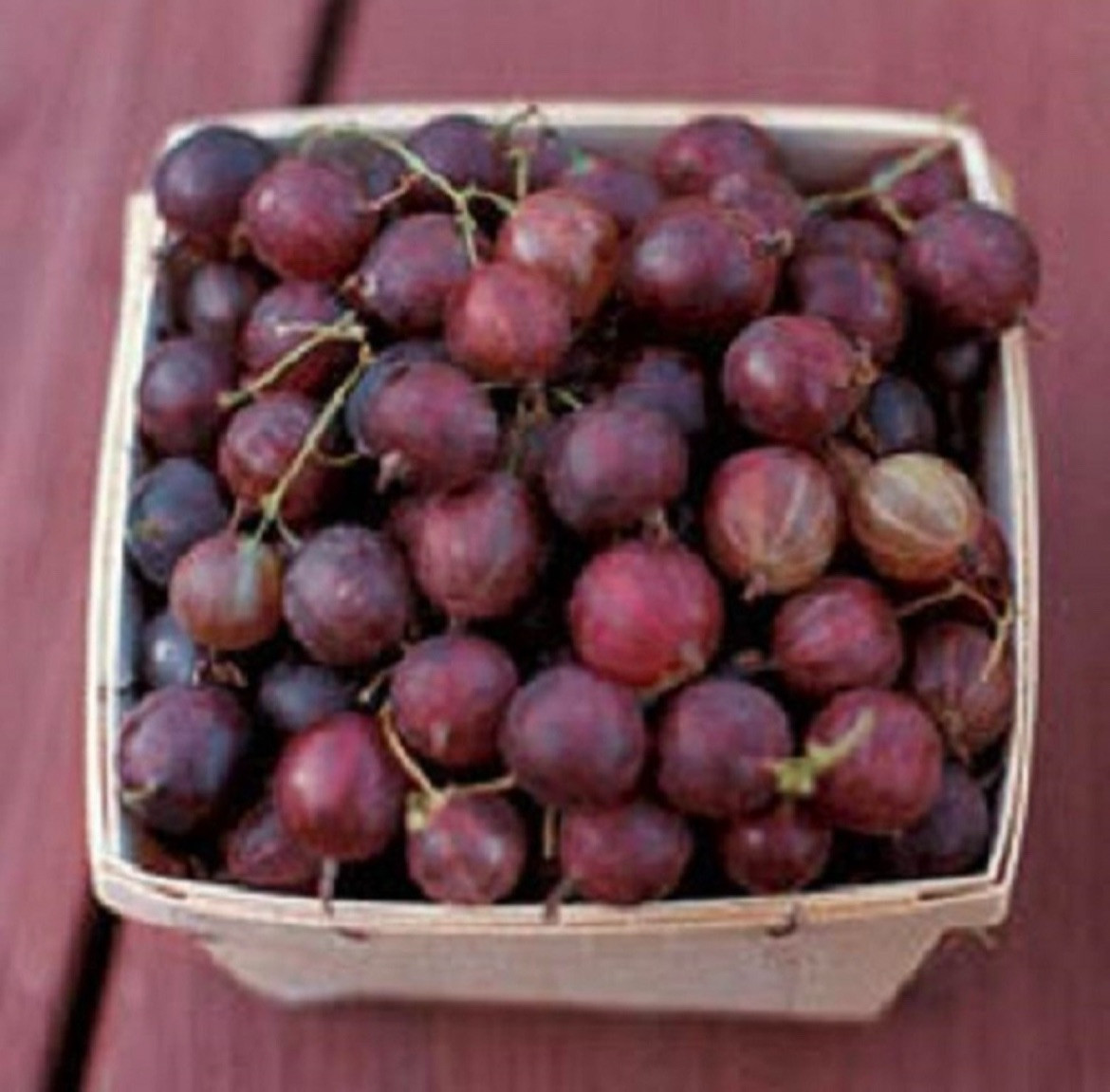 Pixwell Gooseberry, (Ribes Pixwell) well rooted starter plant 8-12 inches tall