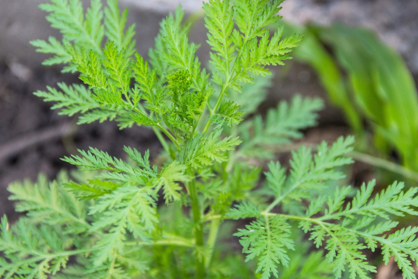 1000 SWEET WORMWOOD Artemisia Annua Sweet Annie Mugwort Sagewort Herb Seeds