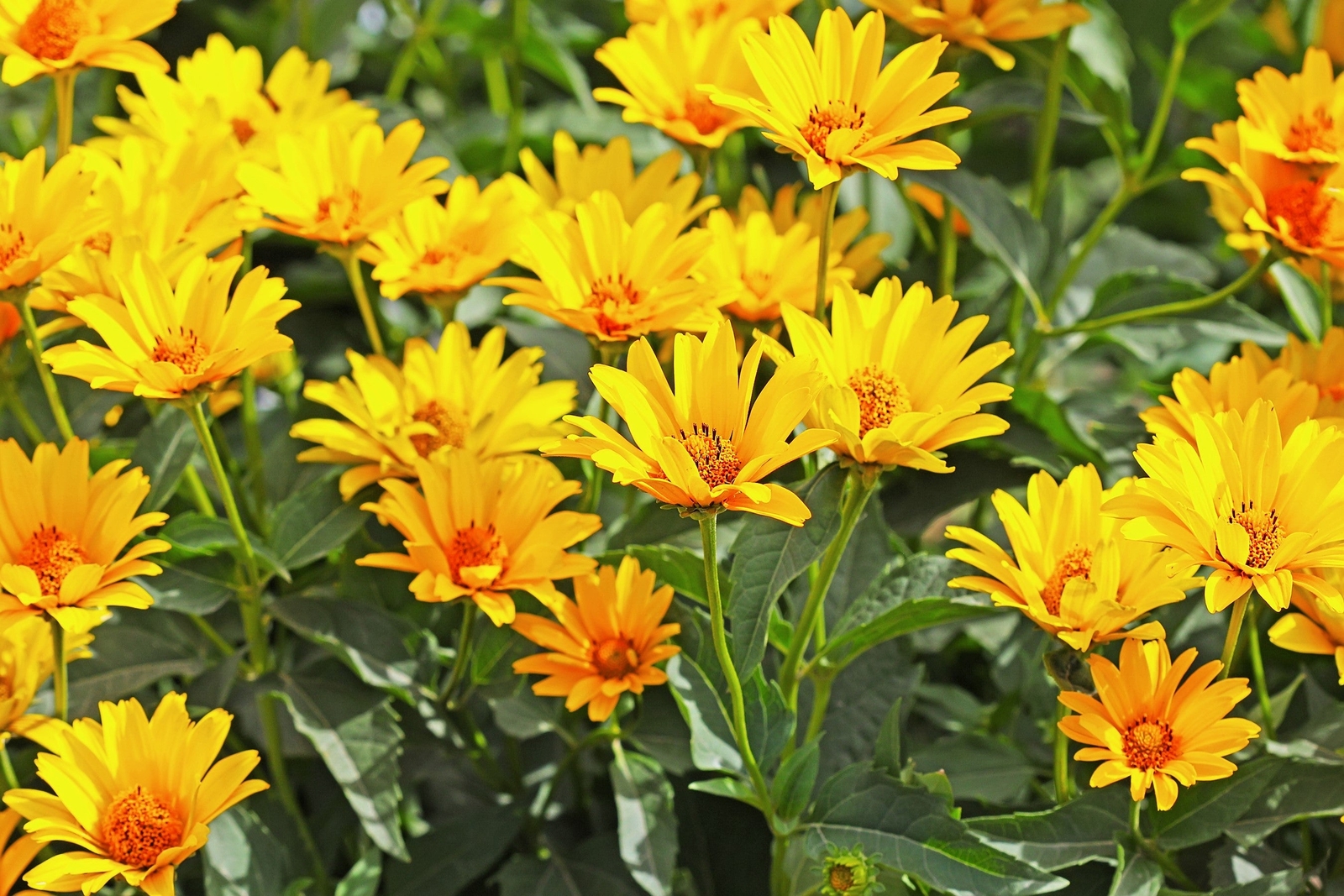 20 Seeds JERUSALEM ARTICHOKE Sunchoke Helianthus Tuberosus Flower Root Vegetable