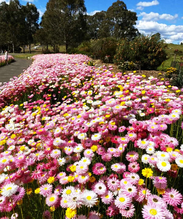 Giant Flowered Mix Paper Daisy Seeds – For 2025 Planting Mixed Colors Sunray
