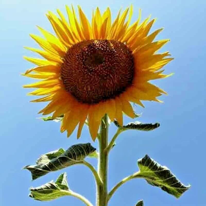 25+ STRIPED SUPER TALL SUNFLOWER GIANT RARE SEEDS MAMMOTH BUTTERFLIES BEES USA