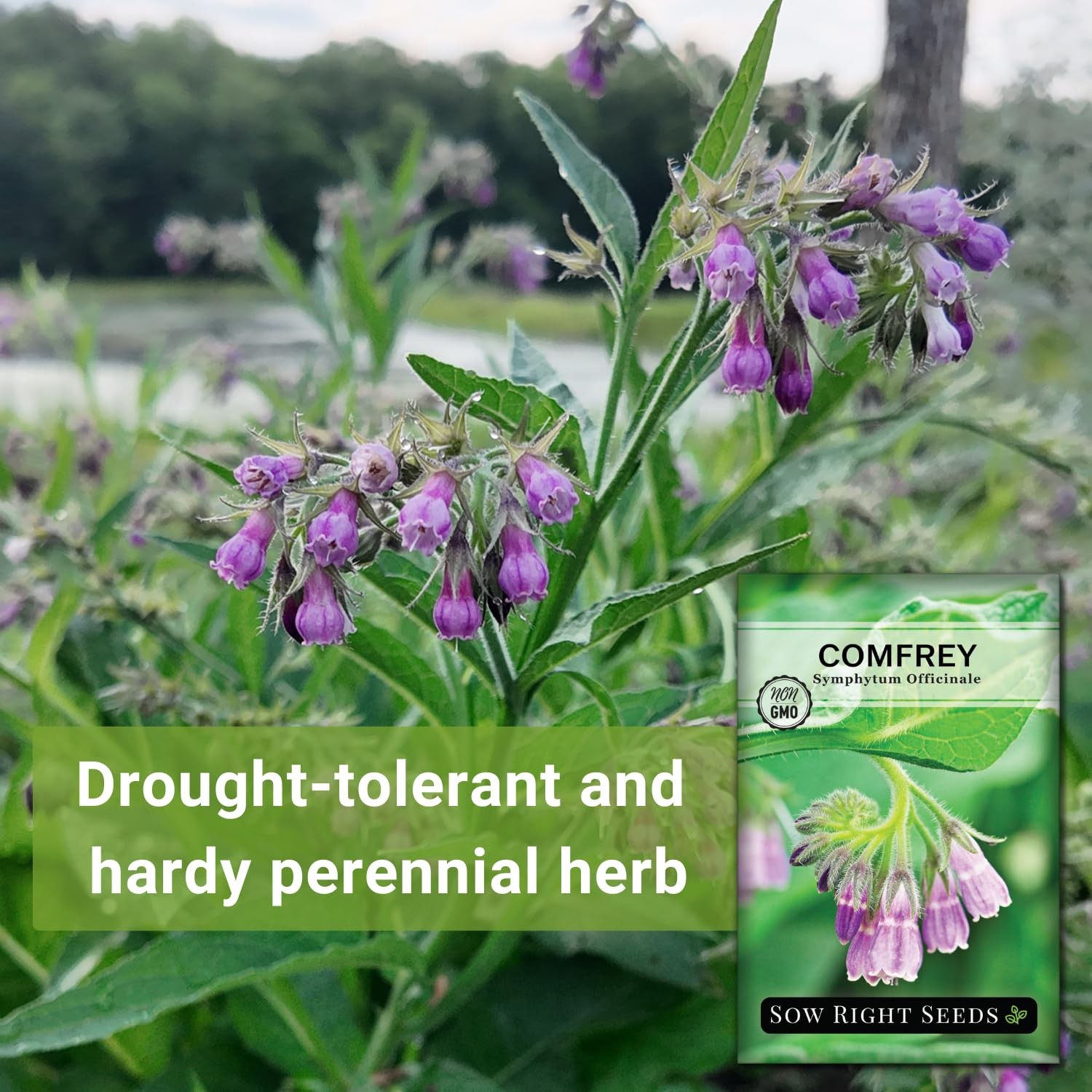 Comfrey Seeds for Planting – NonGMO Heirloom for Medicinal Herbs & Soil Health