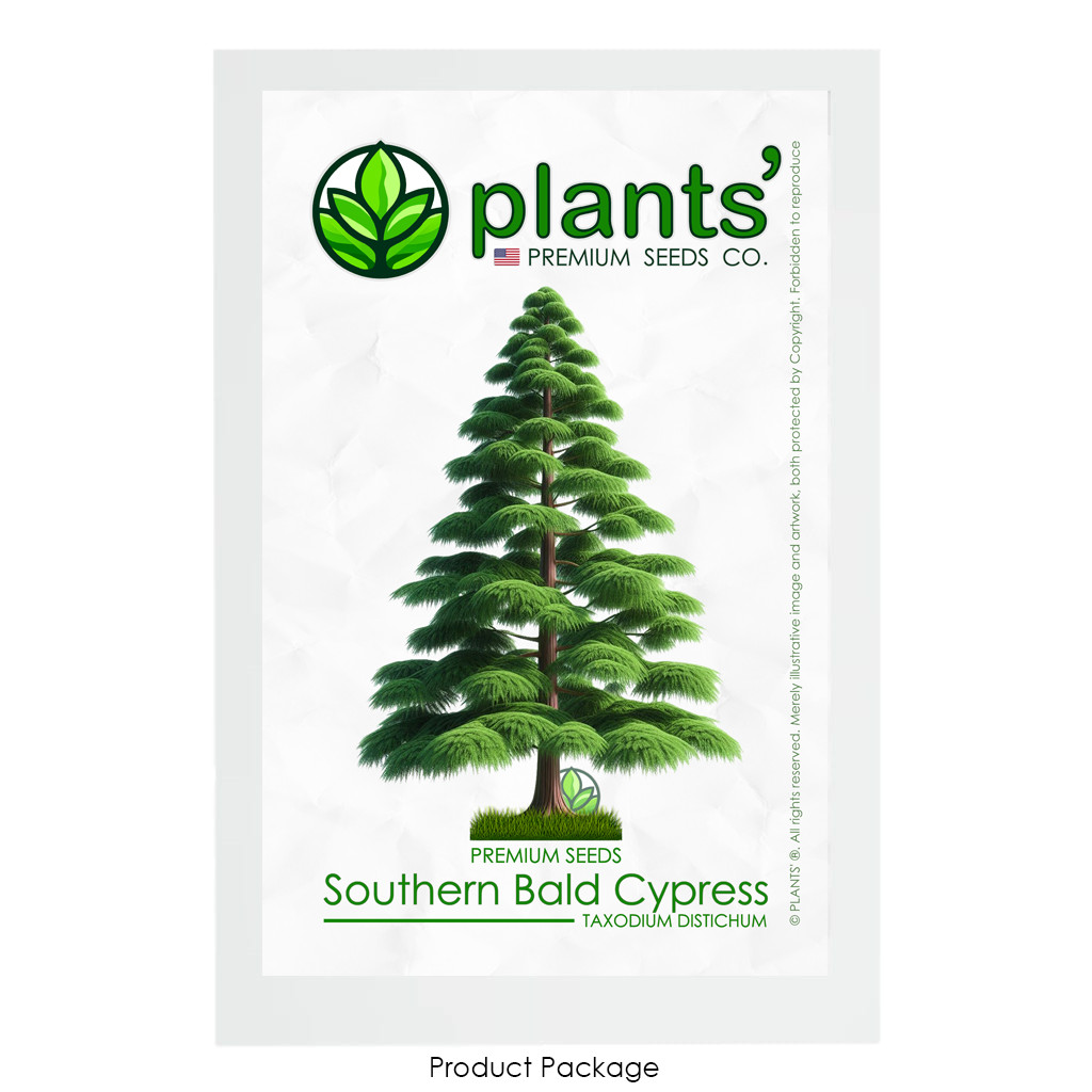 Southern Bald Cypress Tree | Premium Seeds | Taxodium distichum Summer | Plants’
